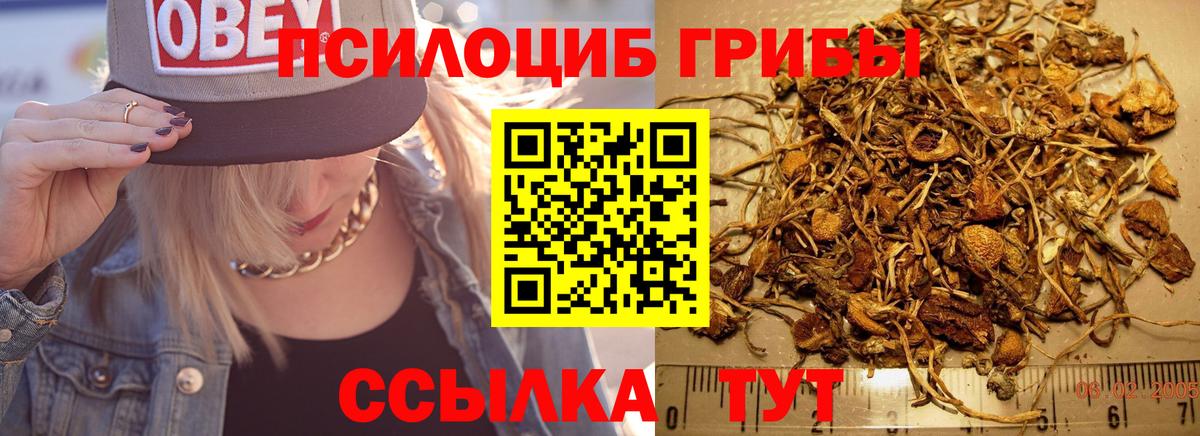Галлюциногенные грибы Psilocybe Октябрьский